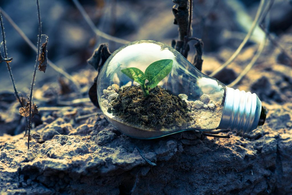 A light bulb lying on the ground. In it, or perhaps behind it, is a small plant growing, a strange and compelling mix of technology and life representing new ideas.